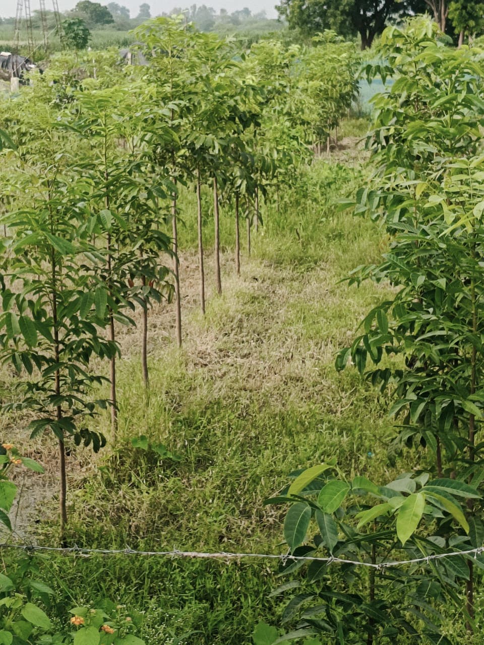 Premium timber plantation