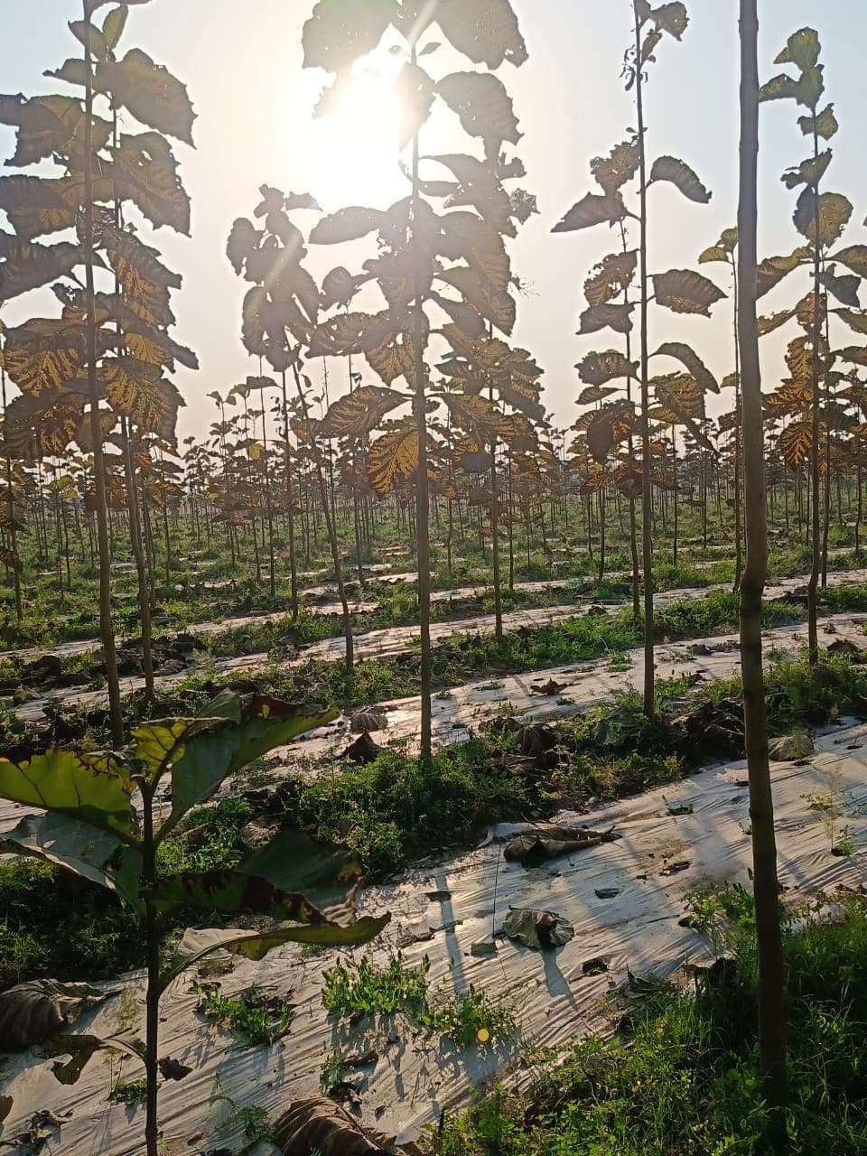 Baba Shakti farmer field 3