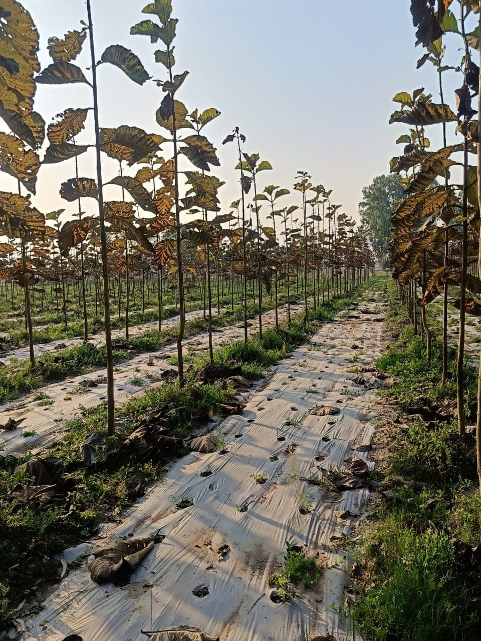 Baba Shakti farm