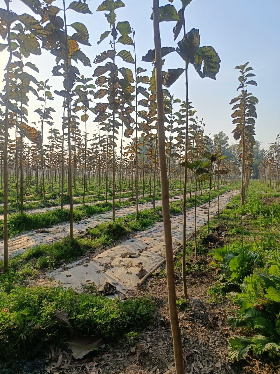 Baba Shakti farmer field 5