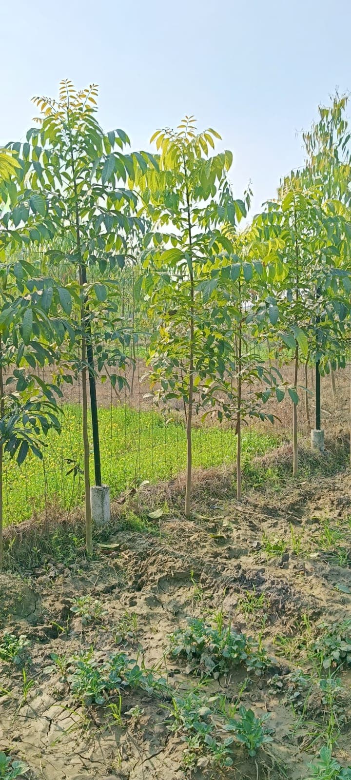 Mahogany (Swietenia)